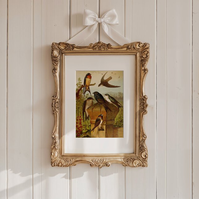 Poster Oiseaux nord-américains | Tzel Gustav Mü (Créateur téléchargé)