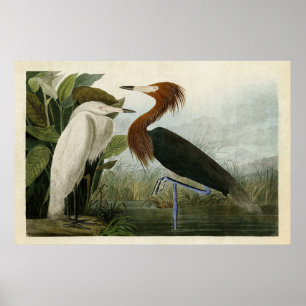 Poster Oiseaux pipe% pourpres du héron   du plat 256 % de