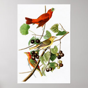 Poster Oiseaux rouges Amérique de John James Audubon