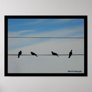 Poster Oiseaux sur un fil