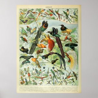 Poster Oiseaux tropicaux Antique Imprimer Carte Vintage