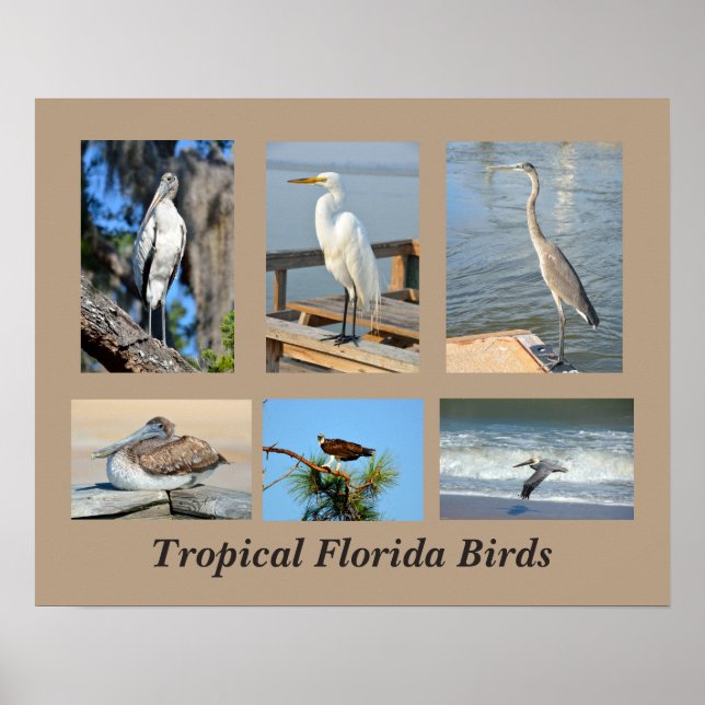 Poster Oiseaux tropicaux de Floride (Devant)