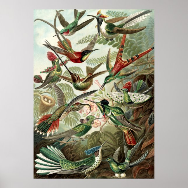 Poster Oiseaux vintages (Devant)