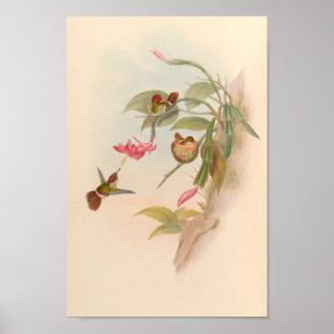 Poster Oiseaux vintages Art Oiseau Imprimer Fleurs Nest