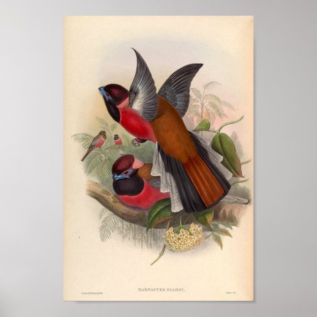 Poster Oiseaux vintages D'Asie Harpactes Diardi (Devant)