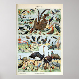 Poster Oiseaux vintages du monde