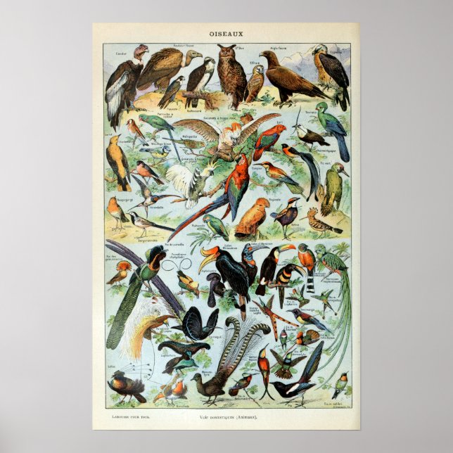 Poster Oiseaux vintages du monde (Devant)