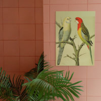 Oiseaux vintages - ROSELLA PARAKEETS