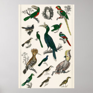 Poster Oiseaux vintages Vieille illustration Art Animaux