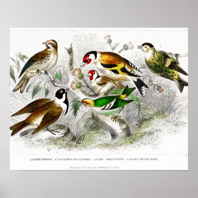 Poster Oiseaux vintages Vieux livre Illustration Art (Devant)