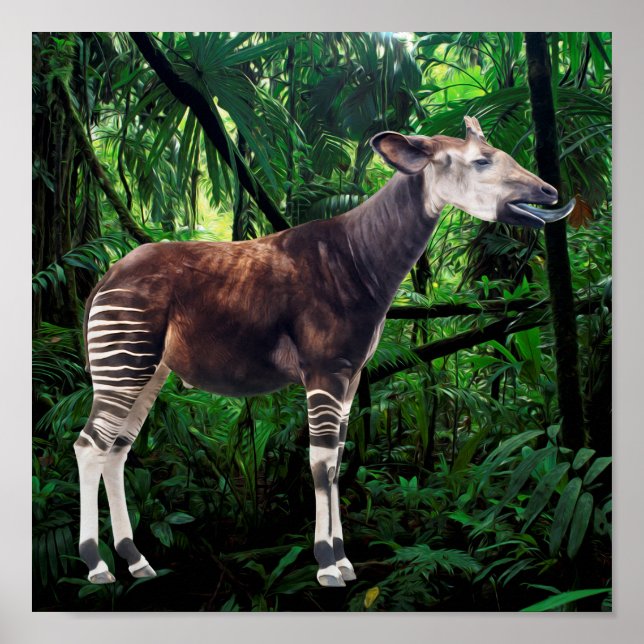 Poster Okapi (Devant)