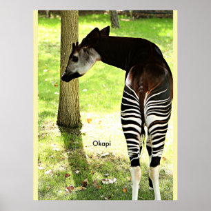 Poster Okapi, Angola, Afrique