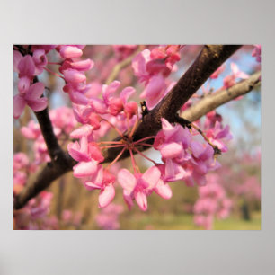 Poster Oklahoma Redbud Blossoms II