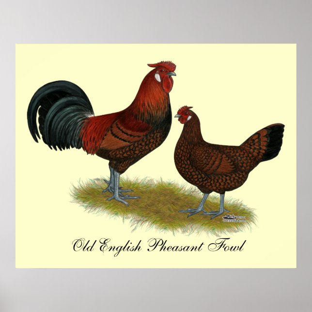 Poster Old Anglais Pheasant Fowl (Devant)