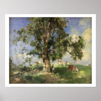 Old Ash Tree