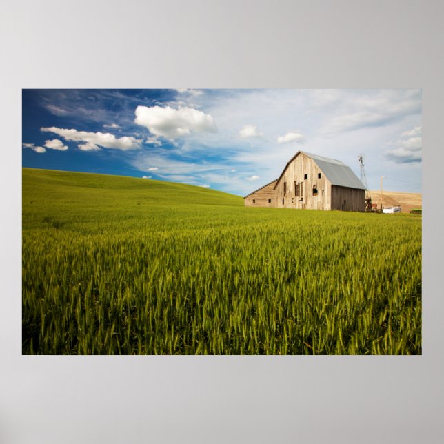 Poster Old Barn Surrounded by Spring Wheat Field 2 (Devant)