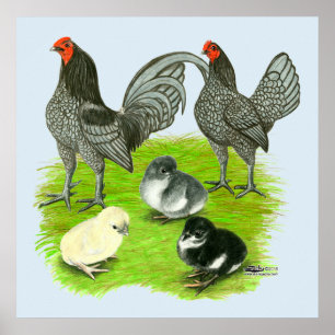 Poster Old English Blue Game Famille