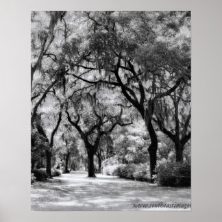Poster Old Southern Walkway