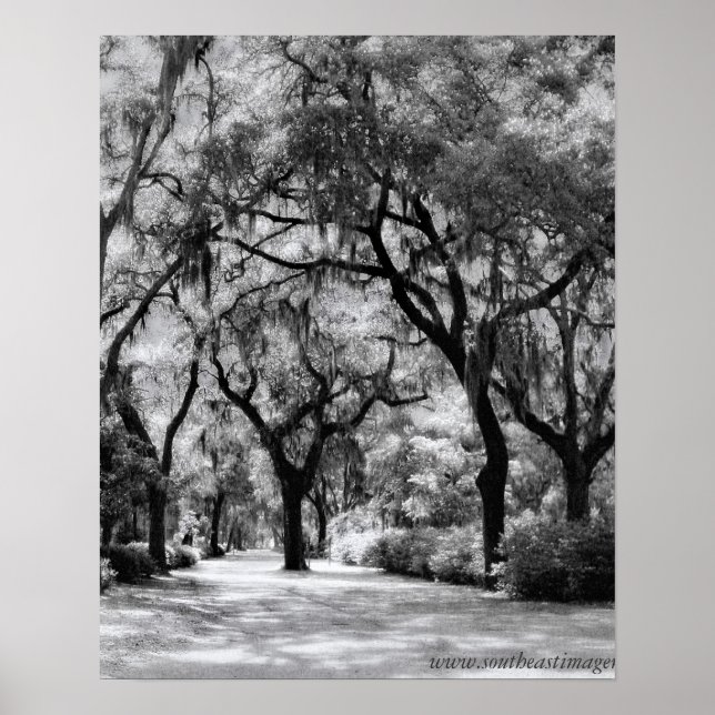 Poster Old Southern Walkway (Devant)