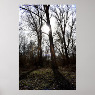 Poster Old Tree , Winter Sun