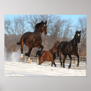 Poster Oldenburg and Hanoverian Mares In Snow