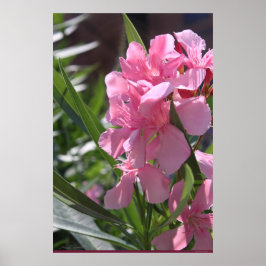 Poster Oleander -24x36 -autres tailles disponibles