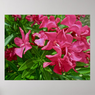 Poster Oleander (Nerium oleander) Blüten