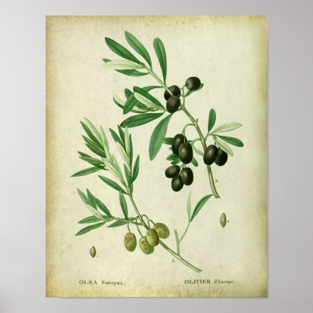 Poster Olive Branche no 10 Décor du restaurant agricole (Devant)