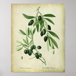 Poster Olive Branche no 11 Décor du mur de la ferme
