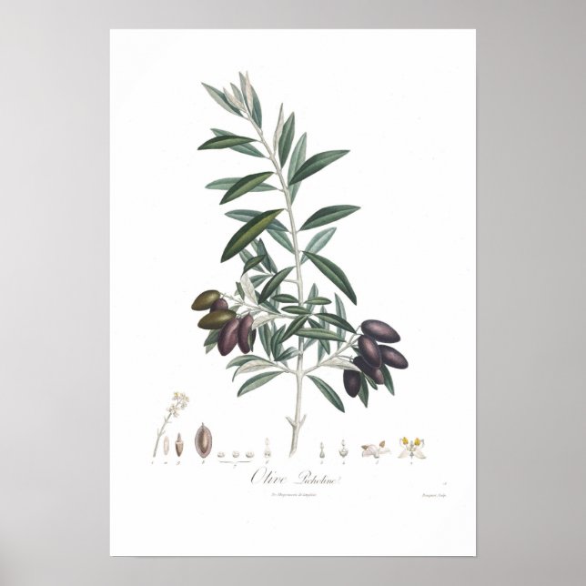 Poster Olive, Olea europaea (Devant)