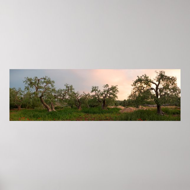 Poster Oliveraie au coucher du soleil (Devant)