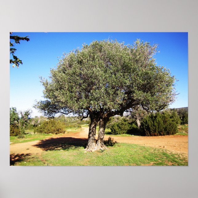 Poster Olivier (Devant)