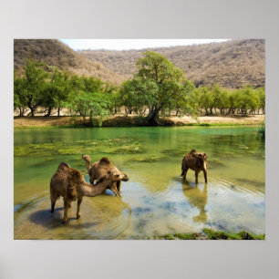 Poster Oman, Wadi darbat, dromadaires qui passeraient dan
