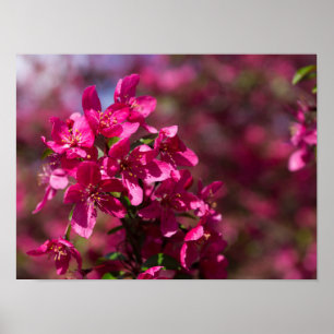 Poster Ombres de pommier sauvage