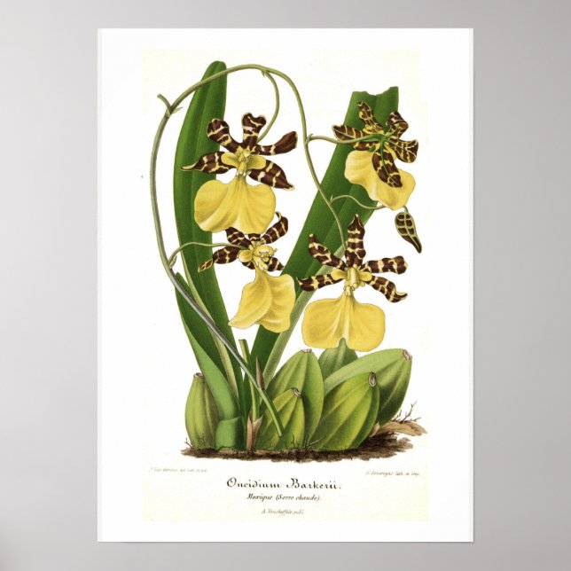 Poster Oncidium barkerii (Devant)
