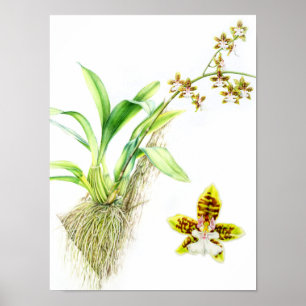 Poster Oncidium Leucochilum fine art orchidée aquarelle