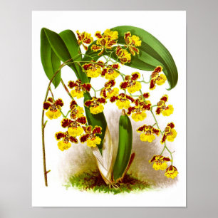 Poster Oncidium Orchid fleurs jaunes orchidées imprimer n