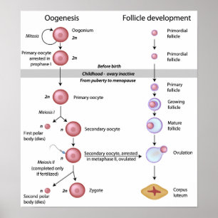 Poster Oogenesis