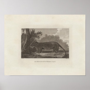Poster Opossum, Land de Van Diemen's, Tasmanie