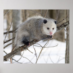 Poster Opossum Love