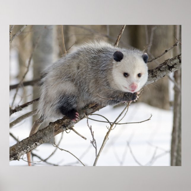 Poster Opossum Love (Devant)