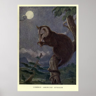 Poster Opossum vintage Painting (1909)