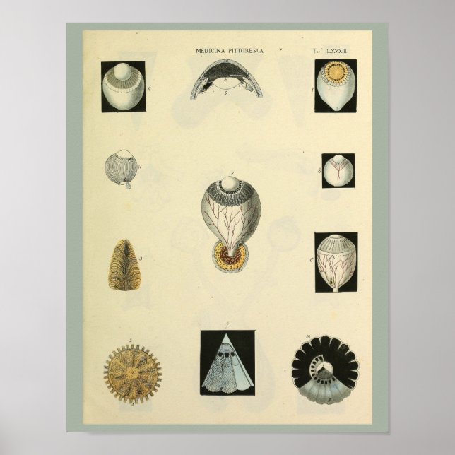 Poster Optométrie Anatomie oculaire Art Médicale Imprimer (Devant)