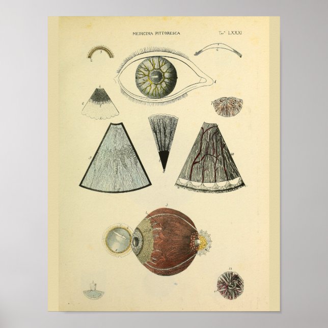 Poster Optométrie Anatomie oculaire Art Médicale Imprimer (Devant)