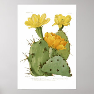 Poster Opuntia