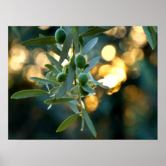 Poster Or méditerranéen; olives sur sa branche arboricole