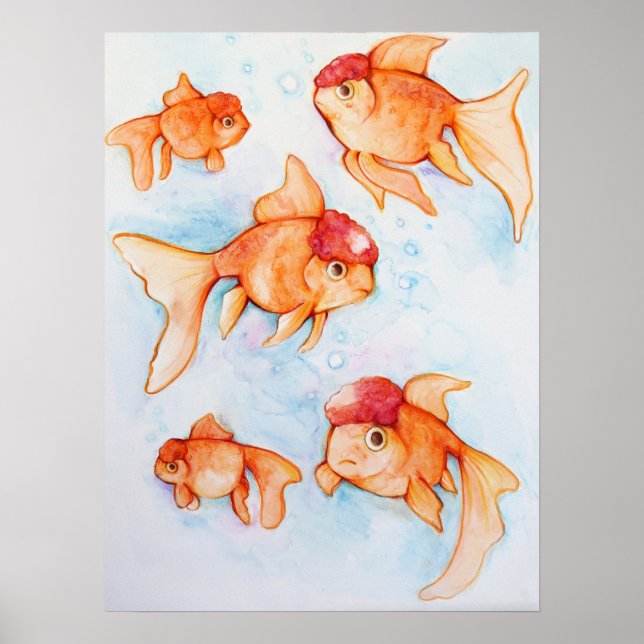Poster Oranda Goldfish (Devant)