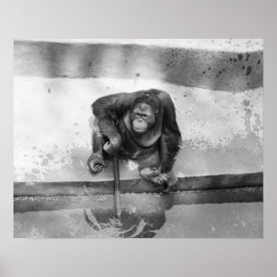 Poster Orang-outan