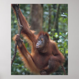 Poster Orang-outan accrochant sur la liane