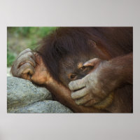 Orang-outan de Sumatra, Pongo pygmaeus